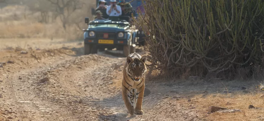 Travel Ranthambore With RenTrip Rentals  