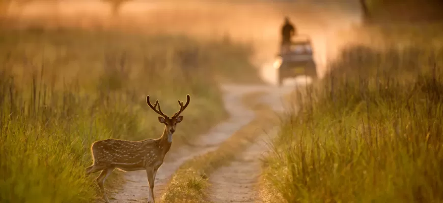 Jim Corbett travel with RenTrip Rentals 