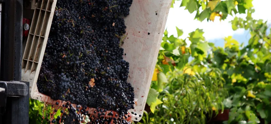 Wine making process tour in Nashik 