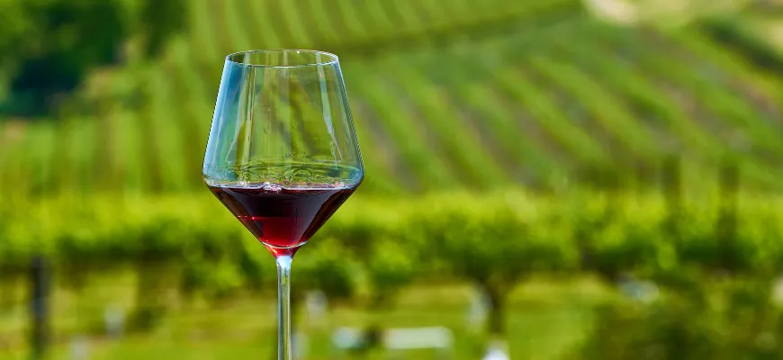 Wine Tourism in India