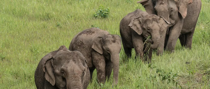 jim Corbett National Park 