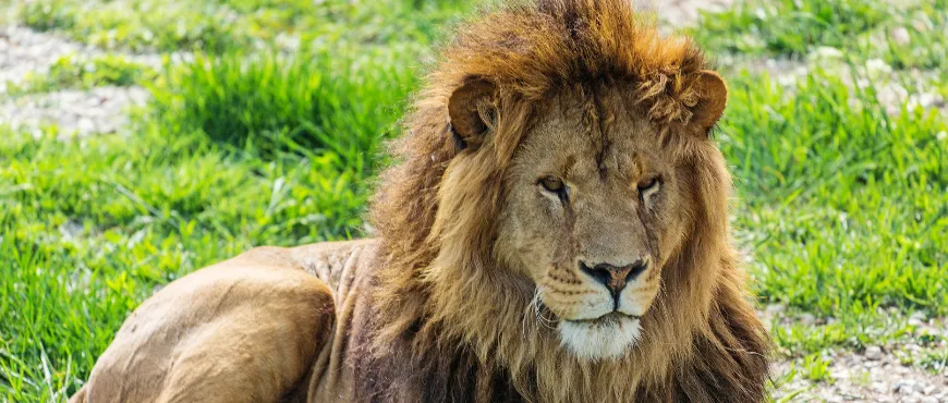 Asiatic Lion , Wildlife safari with RenTrip